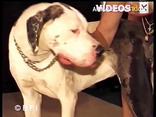 Animal Porn 2018