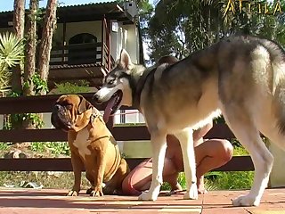 Animal Trainer 4 Porn