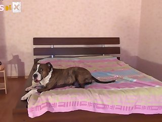 Bollywood Movie Animal Porn