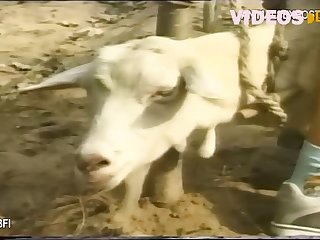 Porn Image Animal