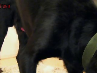 Teen Animal Porn Xxx