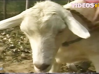 Porn Man Fucks Animal