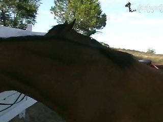 Animal Porn Squirrel