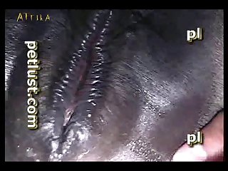 Zoofilia Perro Chupando Pollas