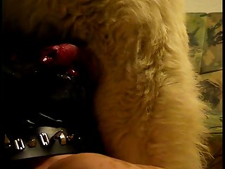 Porno Doido Italiano Fudendo Com Animal