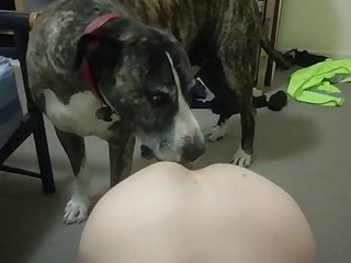 Wife Licked By Dog For The First Time