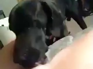 Dog Licking