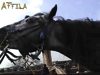 Gabi And Denise Denver In Horse Story 1