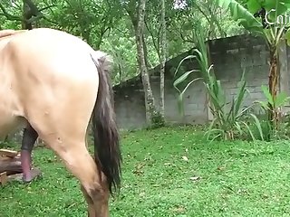 Piss Zoo Porn