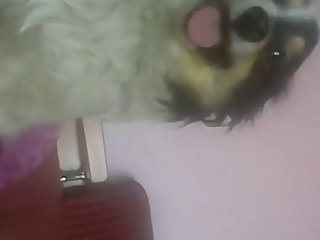 Ankha Pornhub Animal Crossing