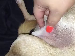Animal Sex With Women Porn Video