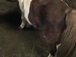 Horse Has Sex With Dog