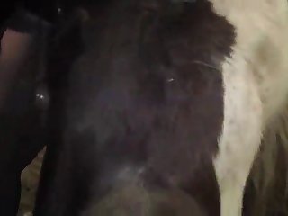 Horse Has Sex With Dog