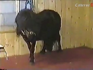 Animal Crossing Pornhub Qr Code