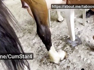 Horse Big Cock
