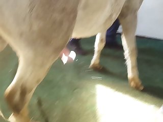Horse Creampies And Floods Woman's Pussy With Cum