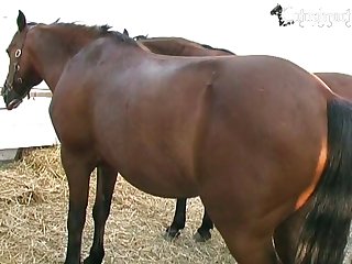 Fuck me horse