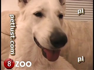 P106 White Shepherd