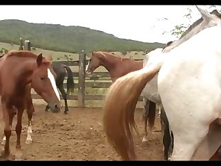 New Mare 3