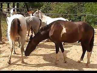 Vt21022016c Shadow Vs Nina Mare Sc 03