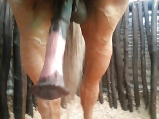 Front Nice Beastforum Geles Masturbation