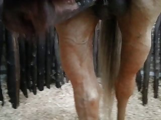 Side View Beastforum Geles Masturbation