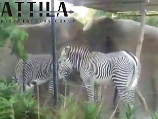 Big Male Zebra