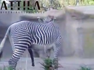 Big Male Zebra