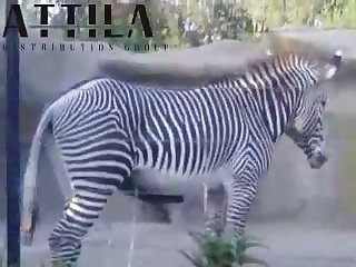 Big Male Zebra