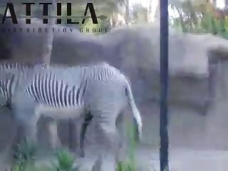Big Male Zebra