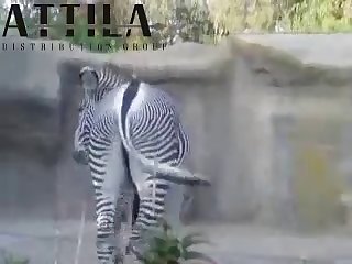Big Male Zebra