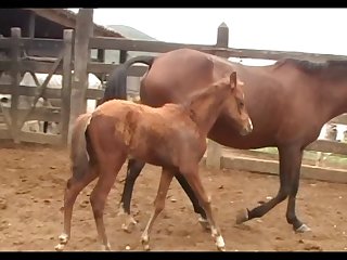 Stallion Vs Mare In Foal Heat
