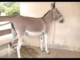 Donkey Jack 3