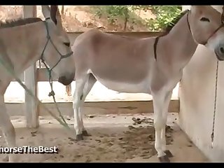 Donkey Jack 3