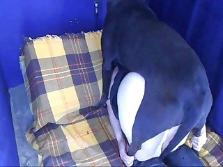 Zoophilie Tv