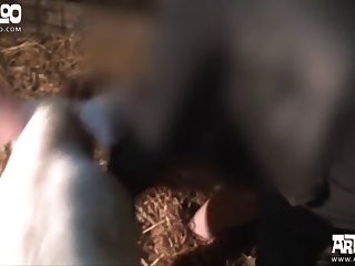 I Fucked My Dog Porn
