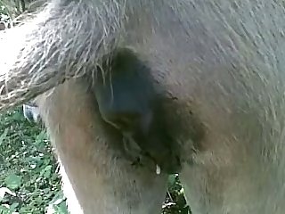 Desperate Dog Porn