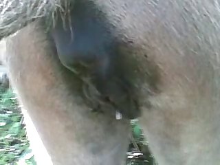 Desperate Dog Porn