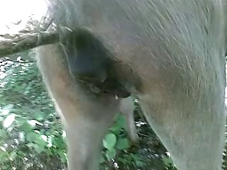 Desperate Dog Porn