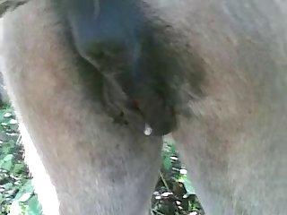 Desperate Dog Porn