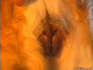 Neko Dog Porn