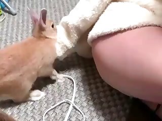 Lap Dog Porn