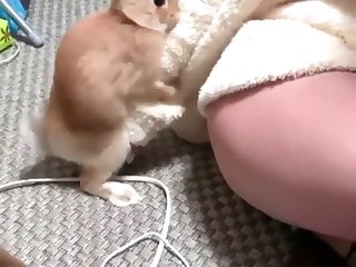 Lap Dog Porn