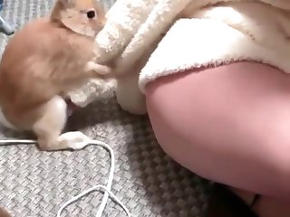 Lap Dog Porn