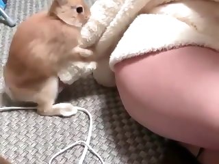 Lap Dog Porn