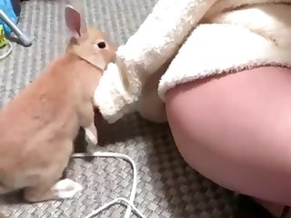 Lap Dog Porn