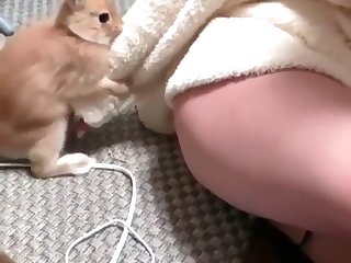 Lap Dog Porn