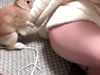 Lap Dog Porn