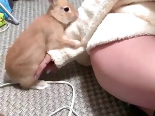 Lap Dog Porn