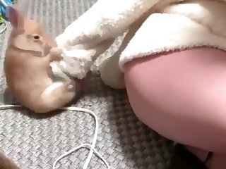 Lap Dog Porn